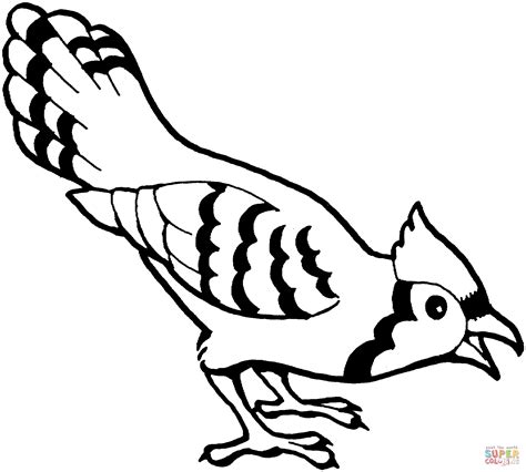 blue jay bird image to color
